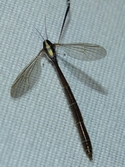 Bittacomorpha clavipes