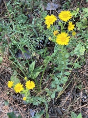 Heterotheca subaxillaris