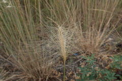 Hordeum jubatum