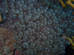 Goniopora
