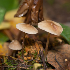 Mycena