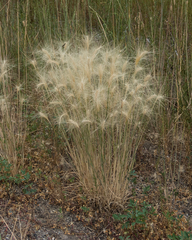 Hordeum jubatum