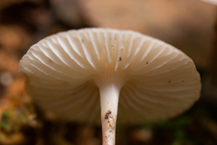 Mycena