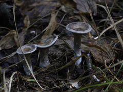 Cantharellula umbonata