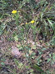 Heterotheca subaxillaris