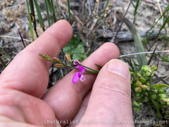 Polygala garcinii