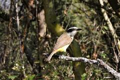 Pitangus sulphuratus
