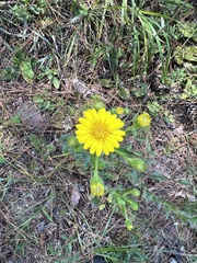 Heterotheca subaxillaris