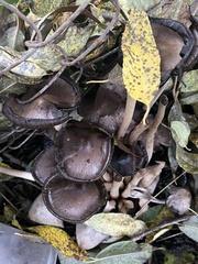 Fungi