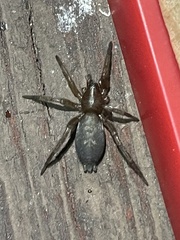 Gnaphosidae