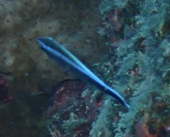 Labroides dimidiatus