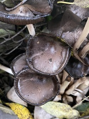 Fungi