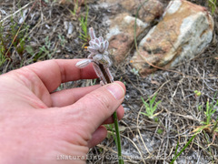 Trachyandra hirsutiflora