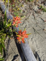 Castilleja miniata dixonii
