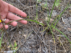 Trachyandra hirsutiflora