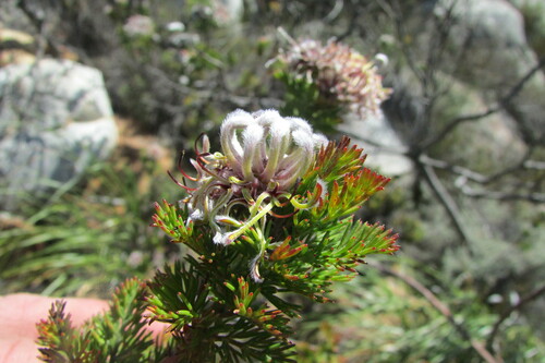 Image of Serruria dodii by (c) James Deacon, some rights reserved (CC BY-SA)