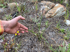 Trachyandra hirsutiflora