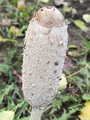 Coprinus comatus