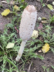 Coprinus comatus