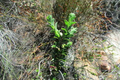 Cliffortia mirabilis