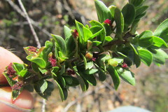 Cliffortia mirabilis