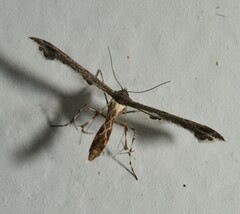 Michaelophorus indentatus