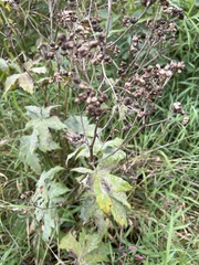 Napaea dioica
