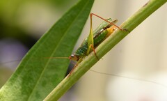 Orchelimum pulchellum