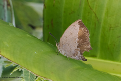 Surendra quercetorum