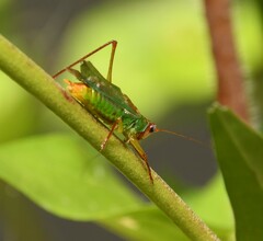 Orchelimum pulchellum