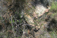 Cliffortia mirabilis