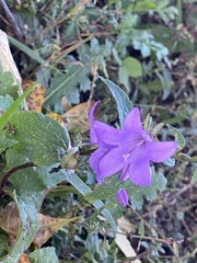 Campanula rapunculoides