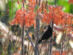 Chalcomitra amethystina