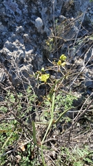 Passiflora tenuiloba