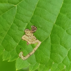 Stigmella tiliae