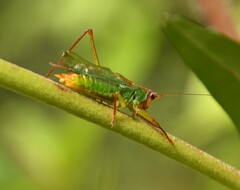 Orchelimum pulchellum