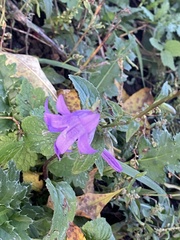 Campanula rapunculoides