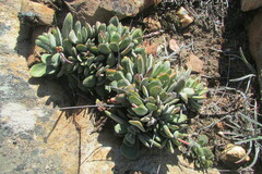 Crassula nudicaulis