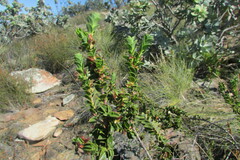 Cliffortia mirabilis