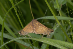 Borbo cinnara