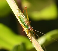 Orchelimum pulchellum