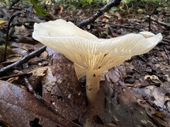 Clitocybaceae