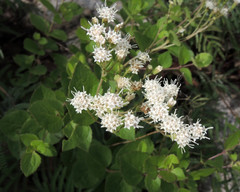 Ageratina leptodictyon