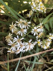 Aster taiwanensis