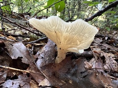 Clitocybaceae