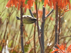 Chalcomitra amethystina