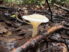 Clitocybaceae
