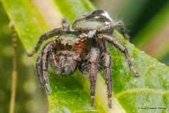 Carrhotus
