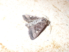 Euplexia euplexina