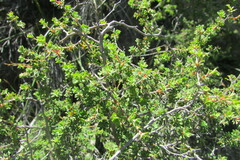 Cliffortia propinqua